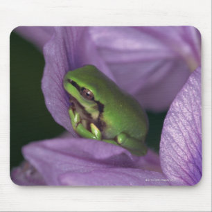 Mousepad O árvore-sapo do branco
