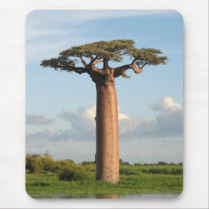 Mousepad O Baobab Madagascar de Grandidier