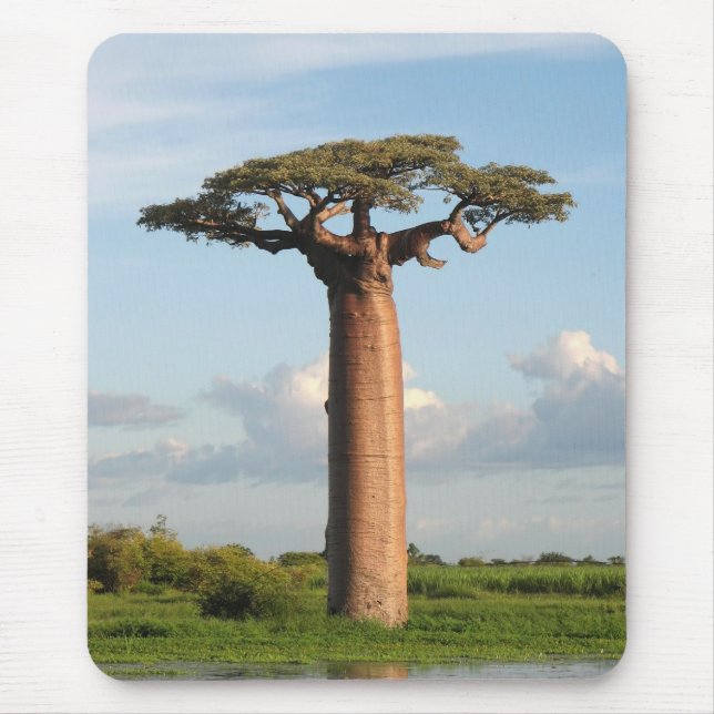 Mousepad O Baobab Madagascar de Grandidier (Frente)