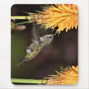 Mousepad O beija-flor da Anna, beija-flor, ave
