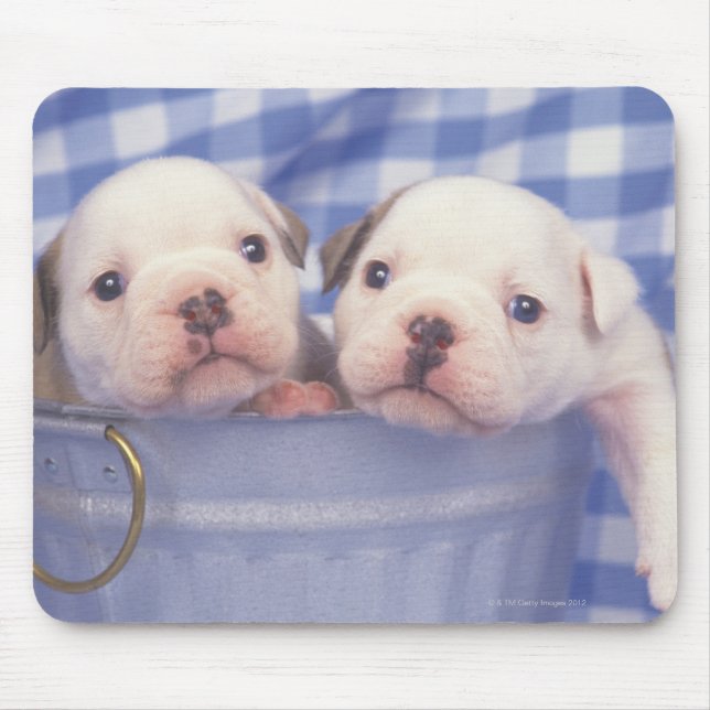 Mousepad O Bulldog, muitas vezes chamado Bulldog Inglês, (Frente)