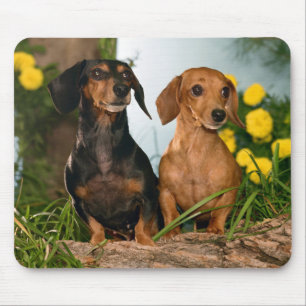 Mousepad O Cão-De-Ouro Bonito Abre Dachshund