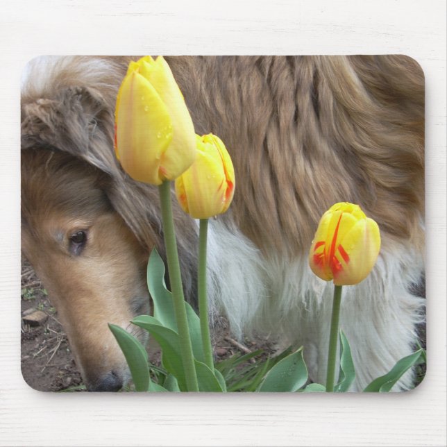 Mousepad O Collie e as Tulipas (Frente)