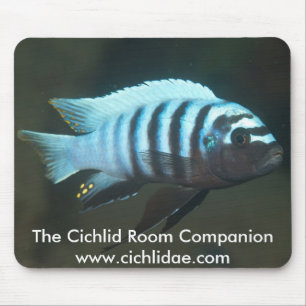 Mousepad O companheiro da sala da cichlidae - zebra de