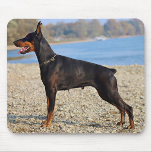 Mousepad O Doberman Pinscher, preto e tan, na costa
