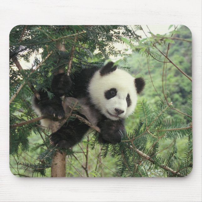 Mousepad O filhote de Panda gigante treina numa árvore, Wol (Frente)