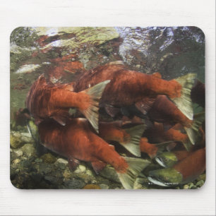 Mousepad O funcionamento do sockeye do rio de Adams é um d