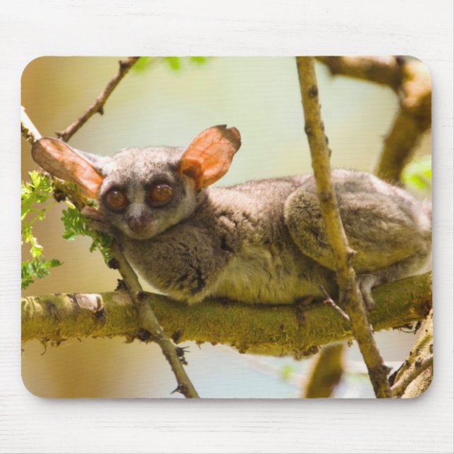 Mousepad O Gálago do Senegal (Galago Senegalensis) (Frente)
