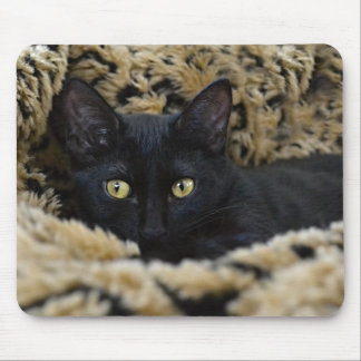 Mousepad O gatinho preto