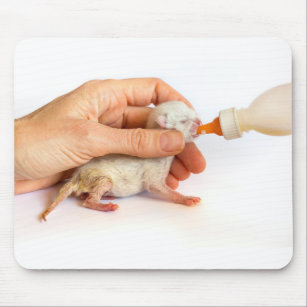 Mousepad O gatinho recém-nascido é alimentado com garrafa d