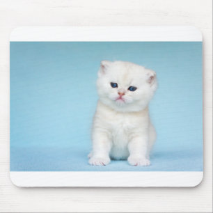 Mousepad O gato branco novo senta-se no fundo azul
