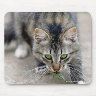 Mousepad o gato travou um lagarto