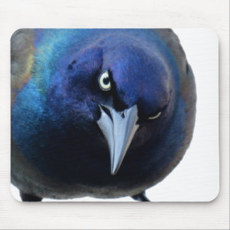 Mousepad O Grackle irritado