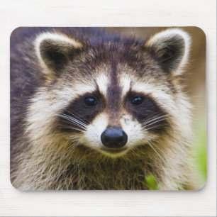 Mousepad O guaxinim, Procyon lotor