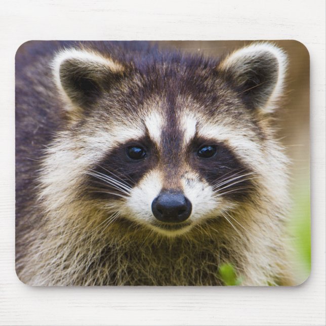 Mousepad O guaxinim, Procyon lotor (Frente)
