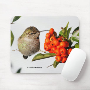 Mousepad O Hummingbird Poses de Anna com a Piracantha