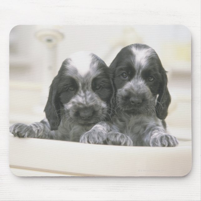 Mousepad O inglês Cocker Spaniel é uma raça de cães. O (Frente)