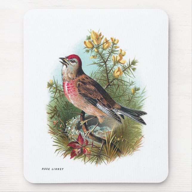 Mousepad O Linnet do rosa (Frente)
