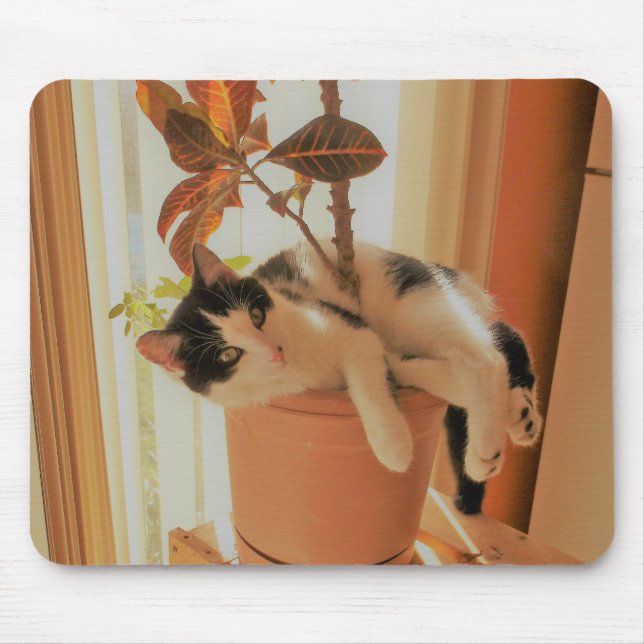 Mousepad O Nibbler é Catnipping (Frente)