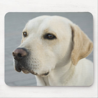 Mousepad O Ouro Labrador