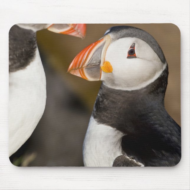 Mousepad O Papagaio-do-mar do Atlântico (Frente)