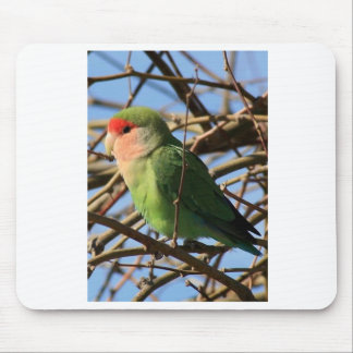 Mousepad o pêssego enfrentou o lovebird