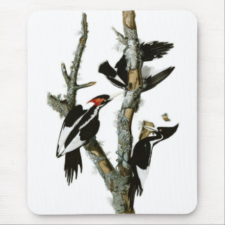 Mousepad O pica-pau Marfim-faturado de Audubon