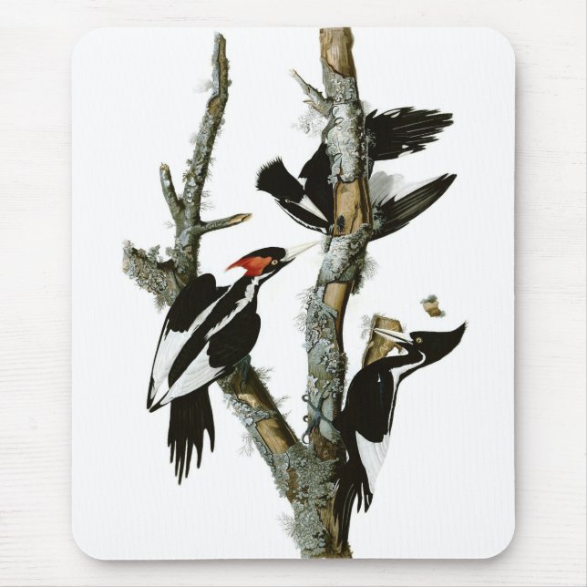 Mousepad O pica-pau Marfim-faturado de Audubon (Frente)