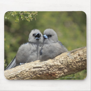 Mousepad O preto enfrentou Woodswallow, cinereus do Artamus