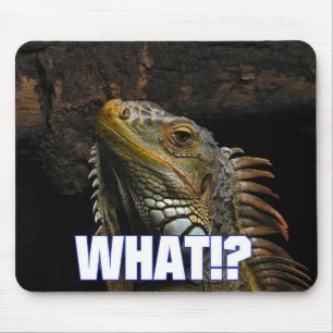 Mousepad O quê? Iguana