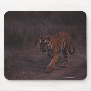 Mousepad O tigre anda ao longo da fuga