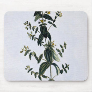Mousepad O Wort de St John, placa 62, 'da coleção Precie