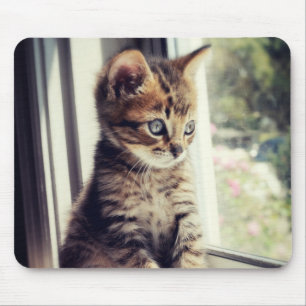 Mousepad Observação do gatinho do gato malhado