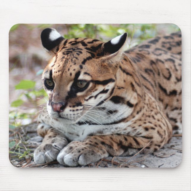 Mousepad Ocelot 02 9x9 (Frente)
