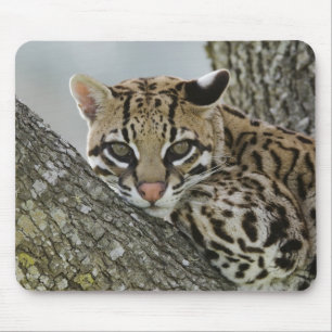Mousepad Ocelot, Felis pardalis, cativo, fêmea descansando