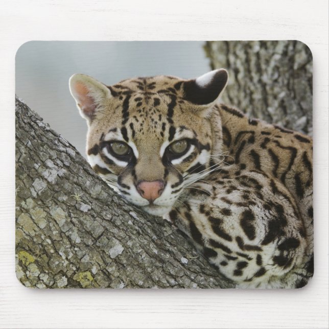 Mousepad Ocelot, Felis pardalis, cativo, fêmea descansando  (Frente)
