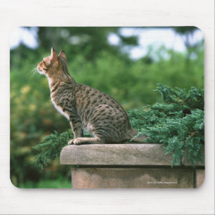 Mousepad Ocicat 2