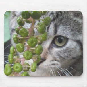 Mousepad Ocultar Kitten