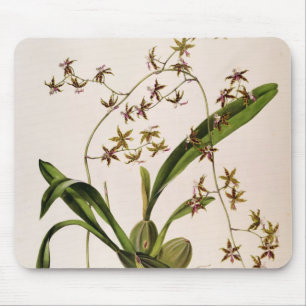 Mousepad Odontoglossum Hastatum