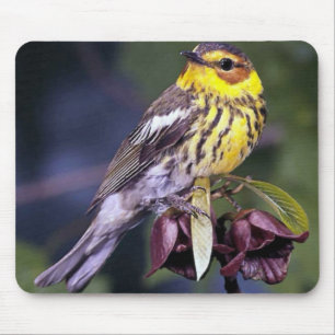 Mousepad Ofertas de Ave-Ave no Cabo de maio