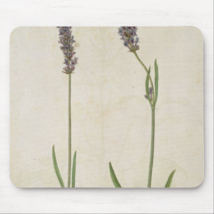Mousepad Officinalis do Lavandula (lavanda inglesa velha),