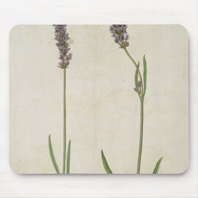Mousepad Officinalis do Lavandula (lavanda inglesa velha), (Frente)