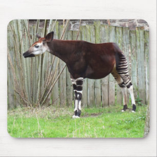 Mousepad Okapi em pé por cerca