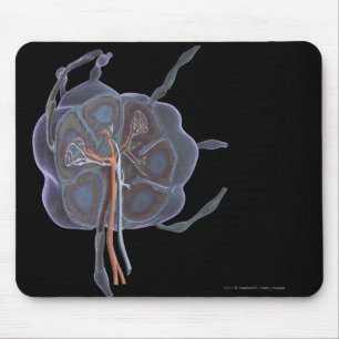 Mousepad Olhar ampliado de um nó de linfa