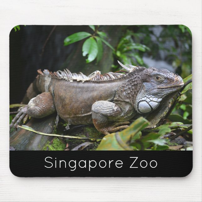 Mousepad Olhe para mim, Lizard Singapore Zoo (Frente)
