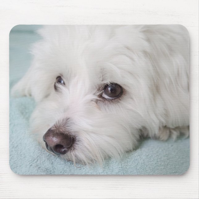 Mousepad Olhos de de Tulear Filhote de cachorro do algodão (Frente)