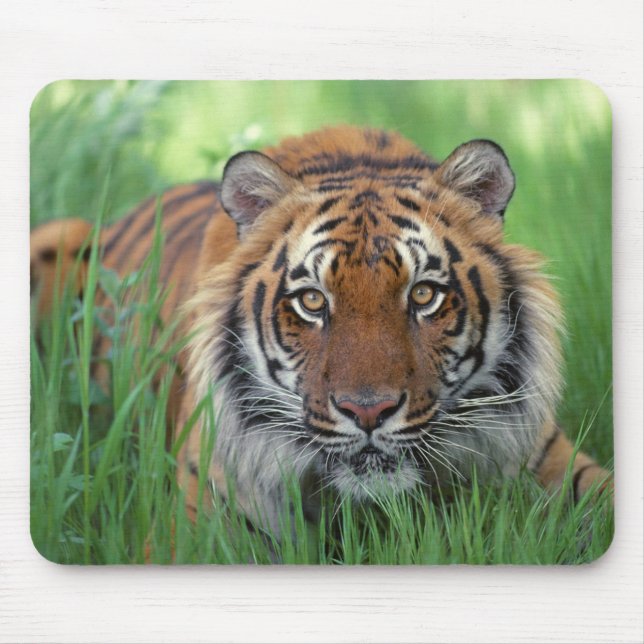 Mousepad Olhos de Tigres (Frente)