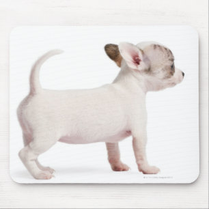 Mousepad Opinião lateral o filhote de cachorro da chihuahu