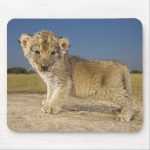 Mousepad Opinião o filhote de leão novo (Panthera leo),