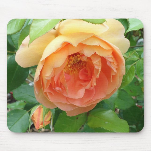 Mousepad Orange Blush Rose (Frente)